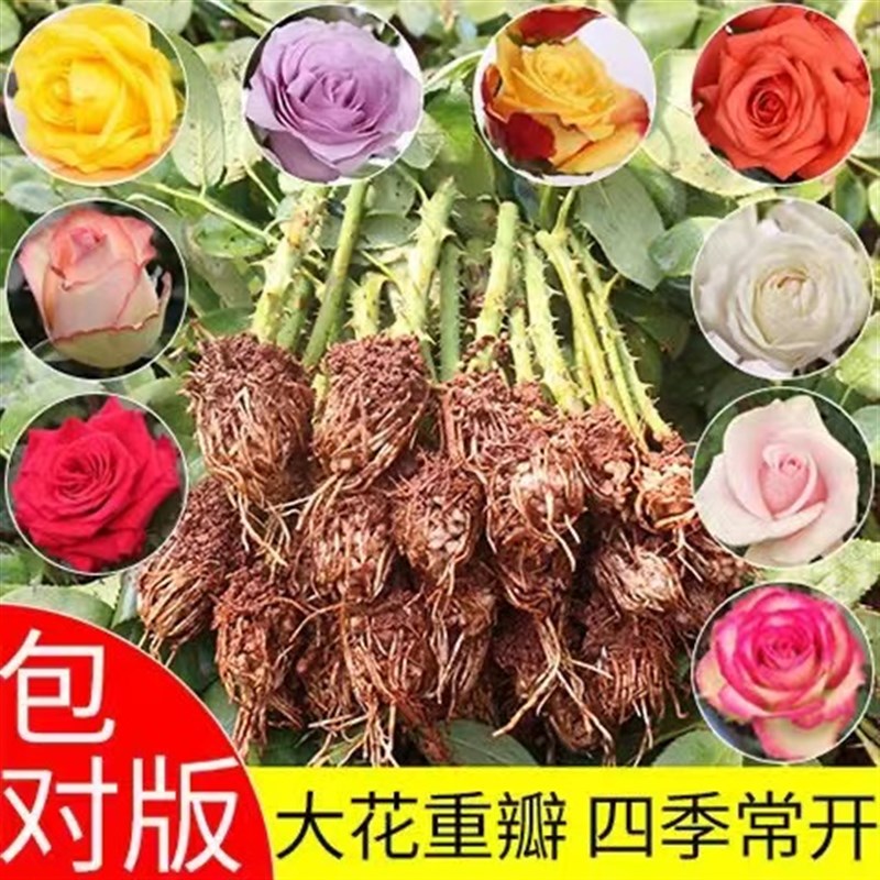 云南玫瑰花苗月季小苗四季开花大花室内庭院灌木盆栽花卉扦插种苗