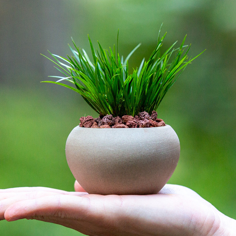 金钱菖蒲草盆景室内客厅办公室茶几桌面小型盆栽绿植迷你植物盆栽,鲜花速递/花卉仿真/绿植园艺,造型盆景,淘宝优惠券,粉丝福利购,淘宝优惠卷