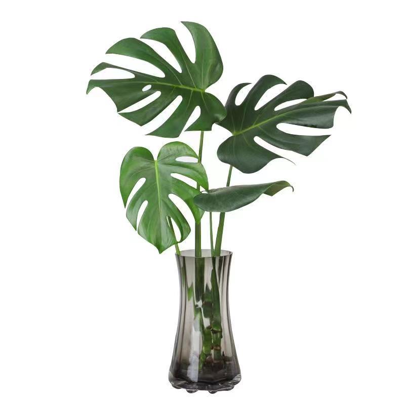 龟背芋水培植物室内四季常青好养大叶植物办公室桌面净化空气盆栽