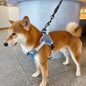 柯基柴犬狗胸背带牵引绳防爆冲雪纳瑞法斗小中型犬泰迪背心式 背带