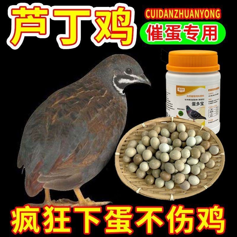 芦丁鸡催蛋饲料受精率日用品芦丁鸡育苗抱窝不下蛋料