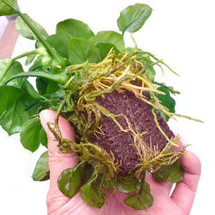 火山石水榕沉木水榕附石水草定植水草 懒人水草鱼缸装饰造景水草