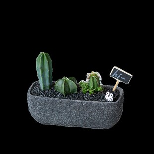 仙人掌盆栽多肉植物组合办公室桌面创意礼品星兜龙神木红刺麒麟新