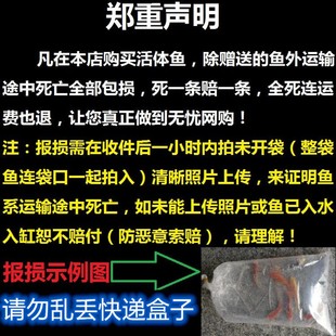 食用六角恐龙鱼饲料 养殖 小鱼仔活鱼 小型活鱼饲料鱼苗鱼苗淡水