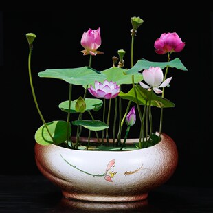 简约水仙花铜钱草花盆 睡莲碗莲无孔家用装饰 红宝石水培多肉大号