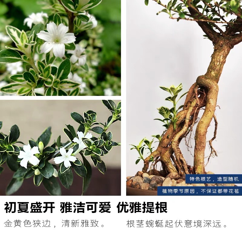 金边六月雪盆景老桩造型悬崖提根盆栽室内绿植红花好养活桌面摆件