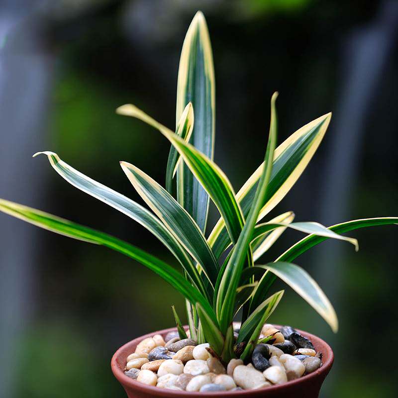 东方红神荷 兰花苗带花苞盆栽小型办公桌茶几绿植物金边墨兰