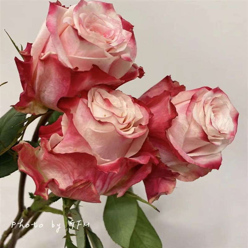 新品帽子/秀波 切花玫瑰灌木月季四季开大花抗病勤花庭院阳台清香