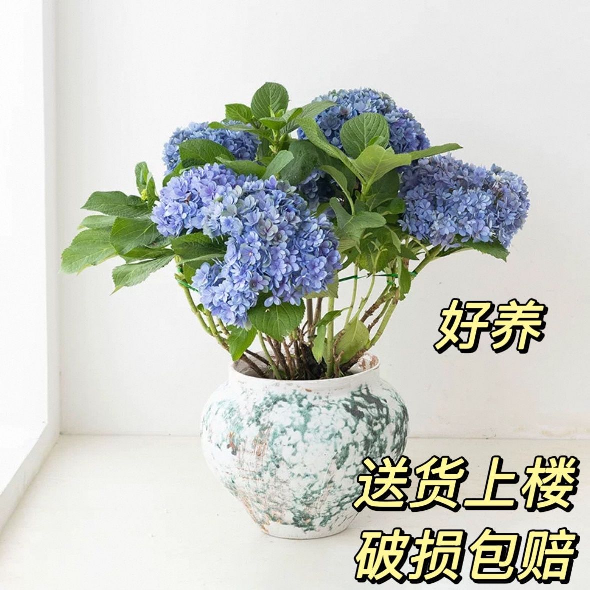 巨型无尽夏绣球花苗室内外四季开花易活阳台庭院耐寒花卉绿植