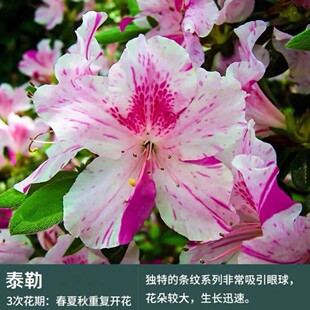 安酷系列 百年老杜鹃盆景老桩植物 泰勒