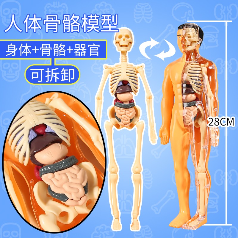新款DIY人体器官骨骼模型可拼装拆卸医学解刨3D立体儿童科教玩具