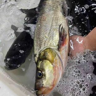 (顺丰包邮)湖北水库大翘嘴鱼鲜新鲜大白刁白鱼米级翘嘴鲌大鱼