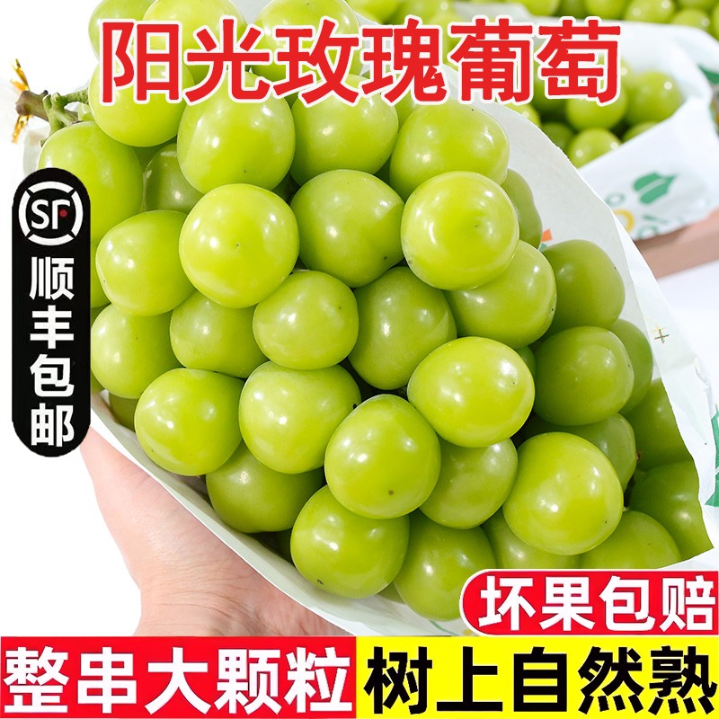 基地头茬直采TY1高原阳光玫瑰无籽葡萄香印青提新鲜水果3斤云南省