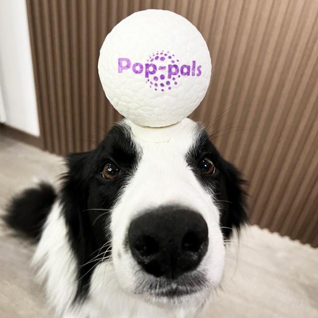 GiGwi贵为狗狗爆爆球玩具自嗨解闷弹跳玩耍方便多规格可选