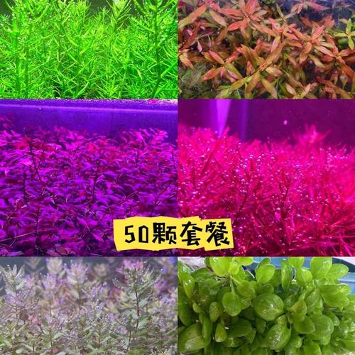 水草套餐水下叶植物阴性前景真草套装新手宫廷冒泡鱼缸造景