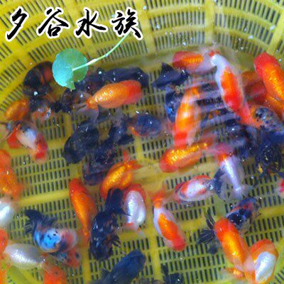 国粹金鱼冷水观赏鱼兰寿虎头蝶尾鹤顶红珍珠锦鲤鱼苗包活