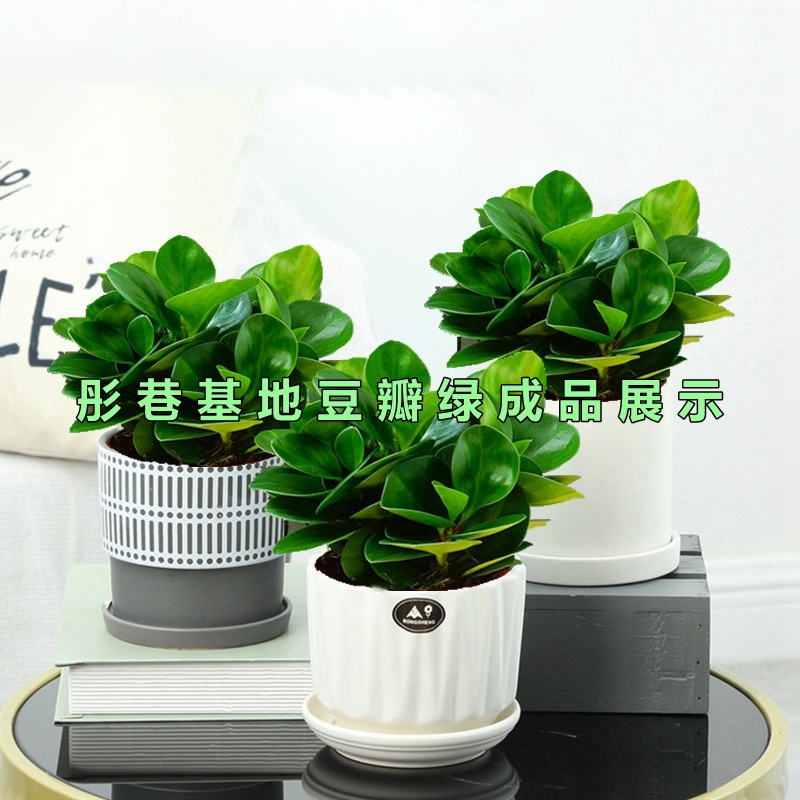 豆瓣绿专用土小家碧玉通用型营养土盆栽花卉有机土壤无菌无虫特惠