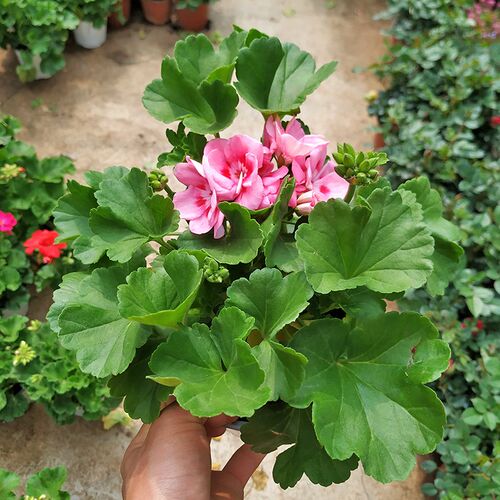 重瓣天竺葵盆栽带花苞四季阳台庭院开花好养花卉直立洋绣球花苗