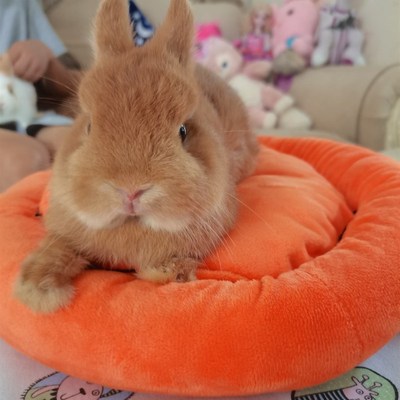 家养双血统侏儒兔