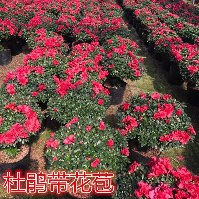 杜鹃花盆栽映山红花苗四季开花不断庭院阳台室内绿植易养花卉植物