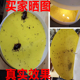 5张圆形粘蚤板灭跳蚤诱捕器灯专用粘纸粘蚤物理除杀驱免跳蚤药粉
