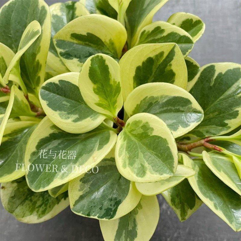 花与花器 花叶碧玉豆瓣绿盆栽 金边碧玉圆叶椒草室内桌面绿植物