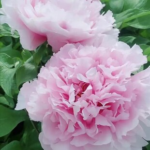 雪映桃花洛阳观赏牡丹可盆栽可地载