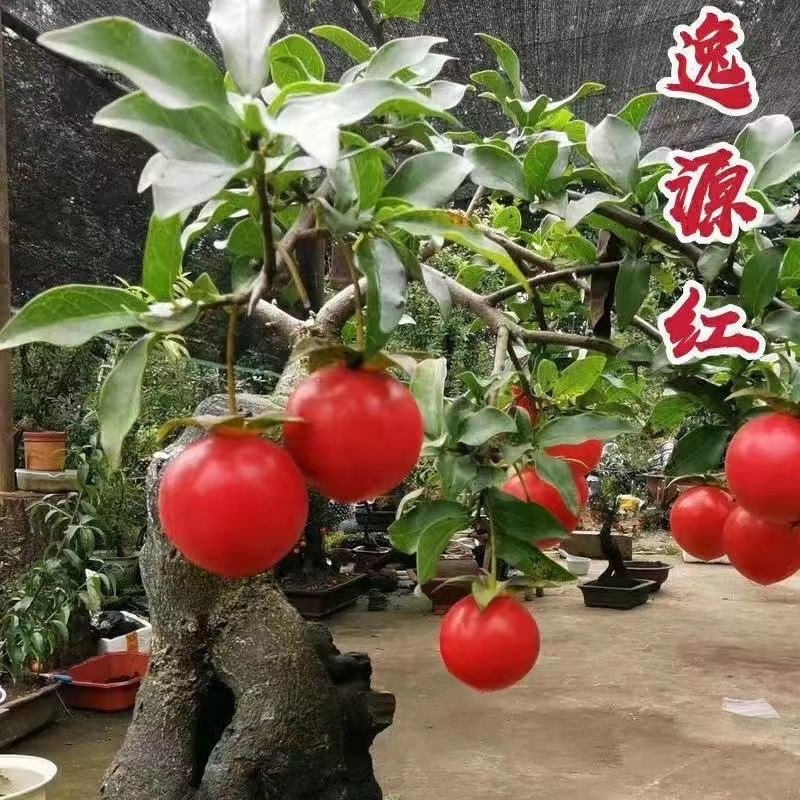 金弹子盆景挂果老熟桩金蝉子盆栽小品母桩葫芦果大型生桩熟桩组合