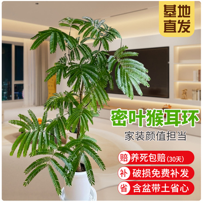 密叶猴耳环网红观叶绿植常绿小乔木室内耐阴耐热含羞小豆树盆栽苗