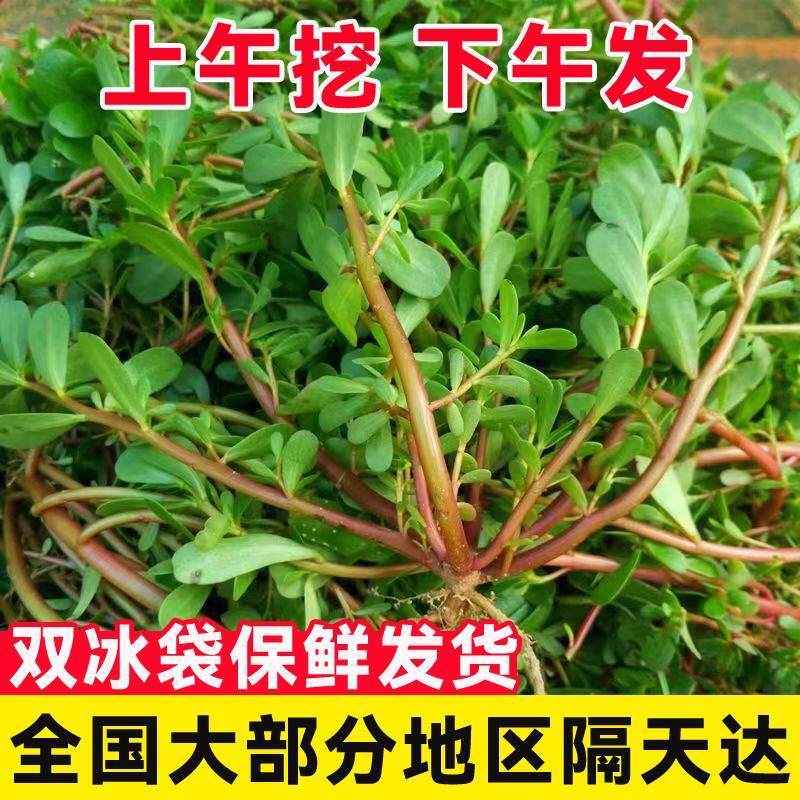 马齿苋新鲜红梗现挖带根马蜂菜纯五行菜山东省长寿菜500克装包邮