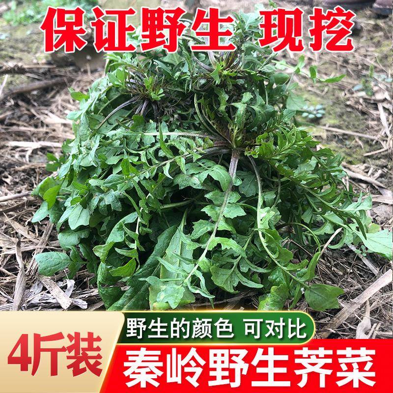 秦岭冷冻生野荠菜露天荠荠菜地丁菜北方当季野菜4斤包邮冷冻荠菜