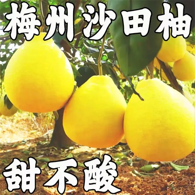【纯甜】正宗广东梅州沙田柚子小金柚白心肉当季孕妇新鲜水果容县