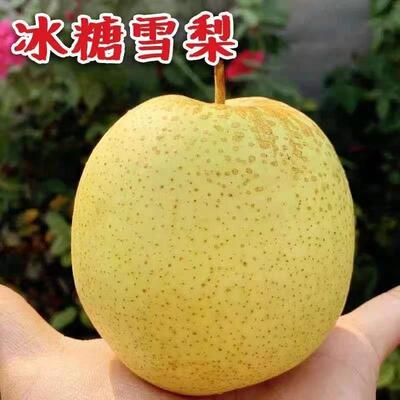 冰糖雪梨5斤 新鲜梨子河北白梨 当季水果包邮
