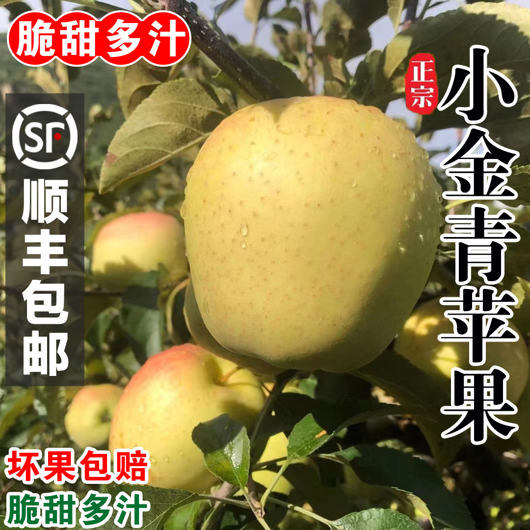 正宗阿坝州小金青苹果香脆甜皮薄当季水果高海拔四姑娘山特产现摘