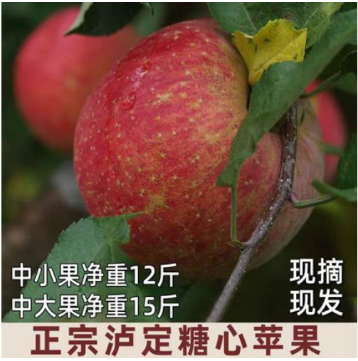正宗甘孜冰糖心苹果黄草坪康定达杠高原新鲜现摘水果产自四川泸定,水产肉类/新鲜蔬果/熟食,苹果,淘宝优惠券,粉丝福利购,淘宝优惠卷