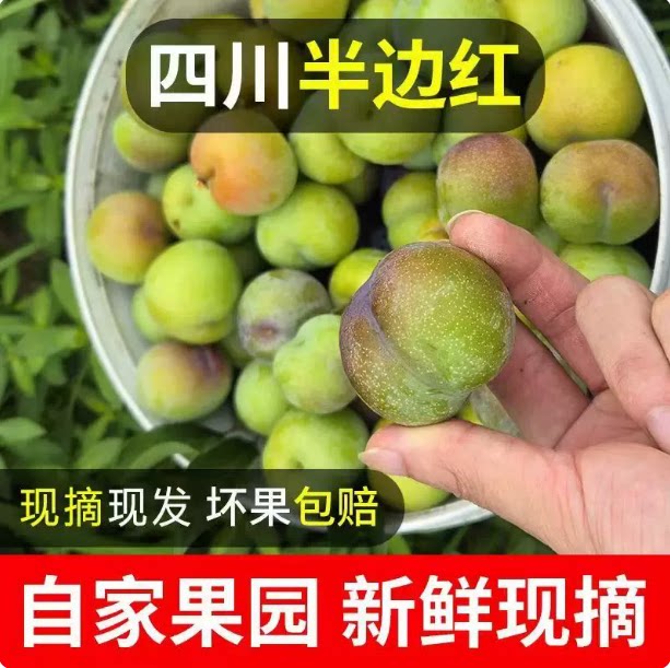 现货】四川半边红脱骨李子脆红李应季新鲜水果四川土李子脱骨李