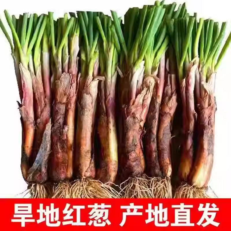陕北红葱正宗山地旱地红皮葱丝铁锅炖羊肉去腥调料调味品新鲜蔬菜