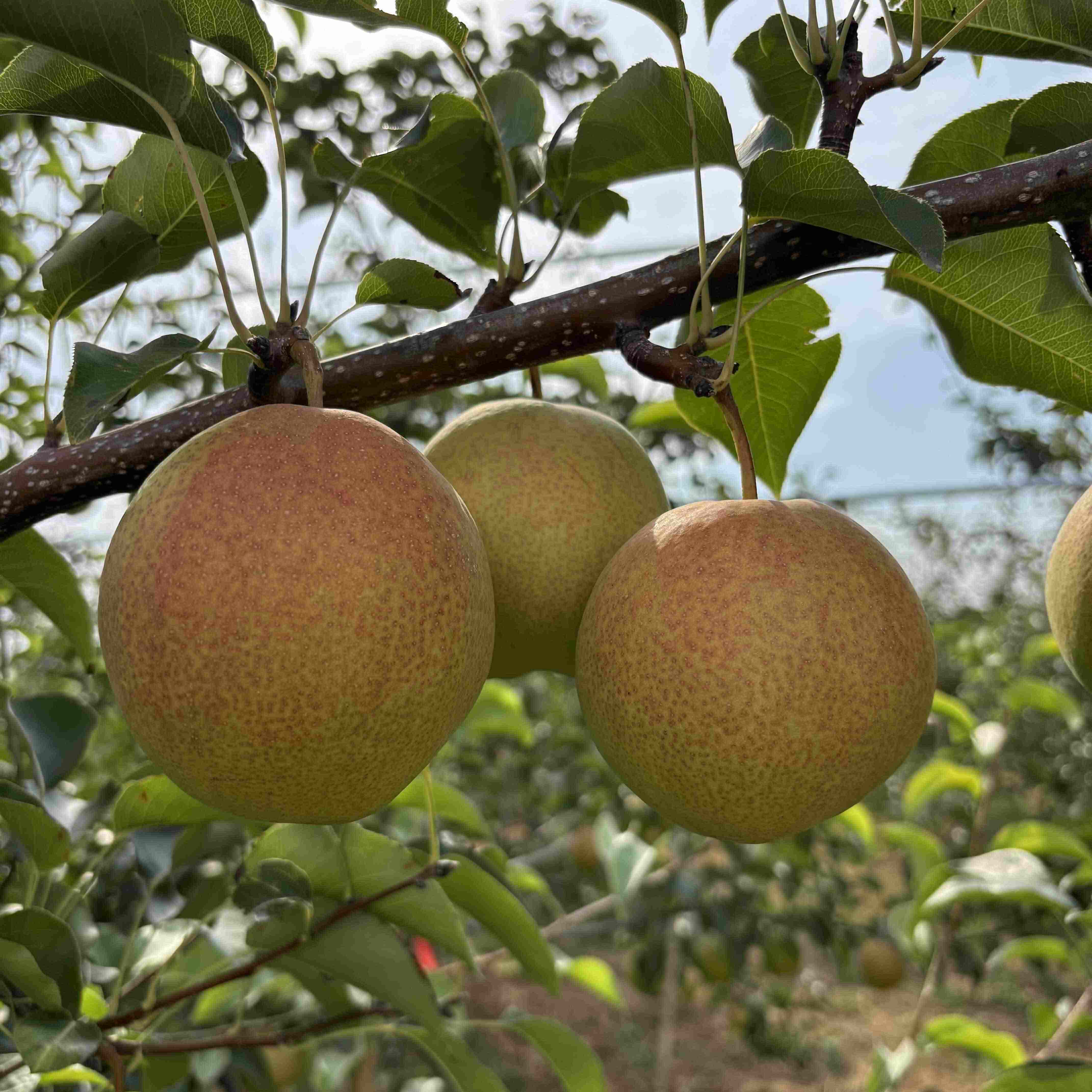 山西运城新鲜当季现摘丹霞红梨红酥香梨脆甜香梨皮薄无渣细腻多汁
