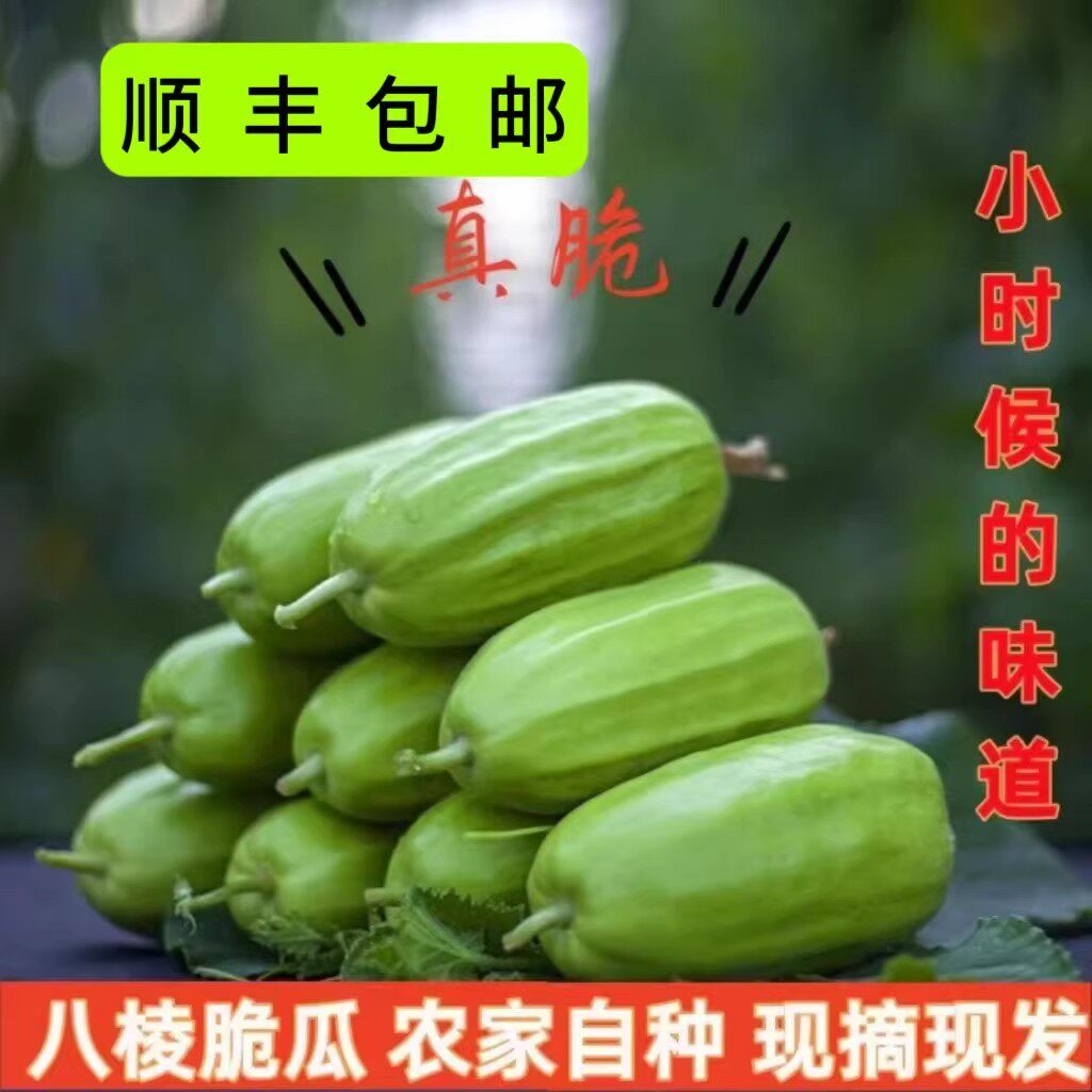 山东八棱脆瓜菜瓜烧瓜捎瓜青龙瓜不甜水果非甜瓜新鲜现摘顺丰速运