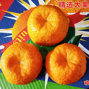 当季新鲜芦柑柑橘 衢州产区农家自种椪柑 现摘直发甜桔子