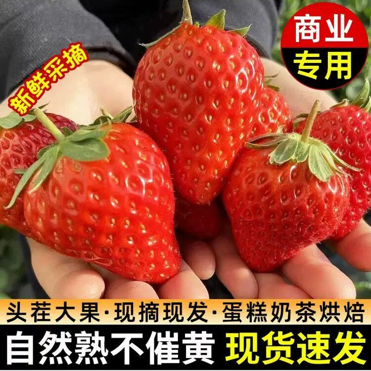 新鲜采摘云南四季双流酸草莓蛋糕果酱奶茶糖葫芦网套草莓整箱顺丰