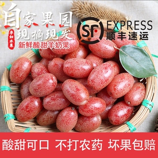 整箱2斤云南新鲜羊奶果孕妇水果酸甜牛奶果稀有鲜果临沧胡颓子果