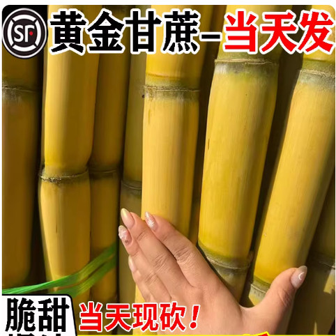 广西黄金甘蔗新鲜整根青皮水果应当季整箱脆