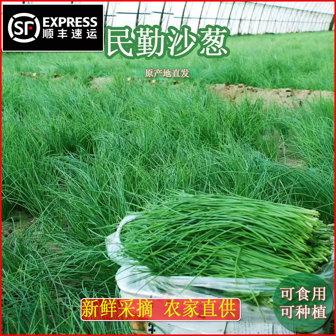【顺丰包邮】正宗甘肃民勤特产新鲜沙葱沙漠葱胡葱小葱嫩葱5斤装