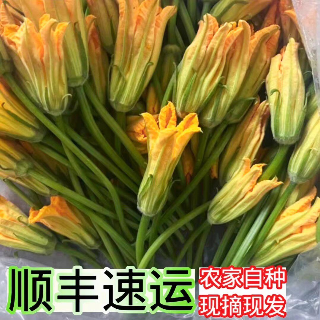顺丰新鲜南瓜花蔬菜花金瓜花现摘倭瓜花番瓜花特色北瓜花食用