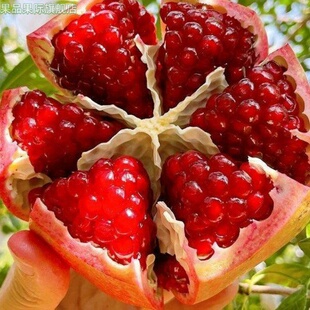 突尼斯软籽石榴新鲜水果当季现摘四川会理石榴整箱包邮软籽石榴