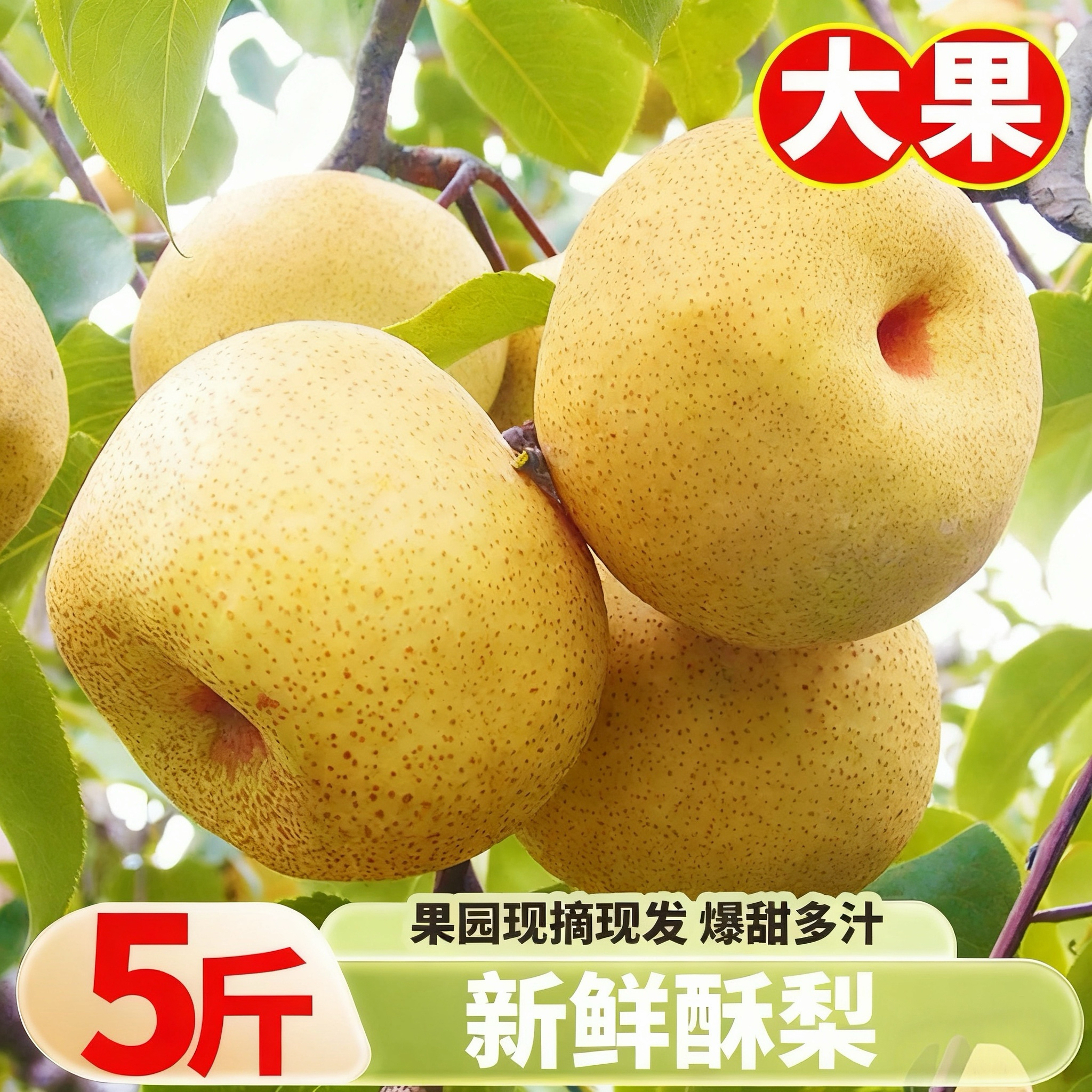 梨子当季酥梨新鲜现摘薄皮酥梨脆甜多汁应季水果 包邮整箱