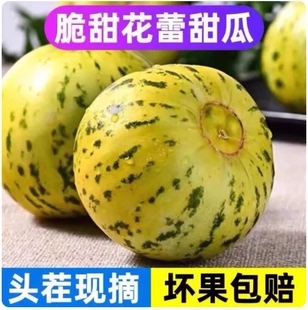 东北八里香花蕾甜瓜新鲜现摘花皮瓜花姑娘应季香甜孕妇水果甜瓜