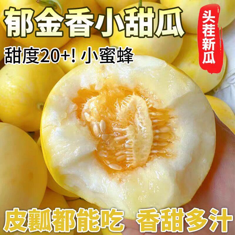 郁金香甜瓜正宗云南小香瓜应季现摘现发当季整箱新鲜云南包邮