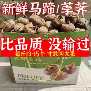 正宗马蹄荸荠新鲜现挖生吃水果蔬菜特产大果产自广东乐昌韶关北乡